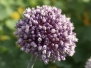 Garden in July '18