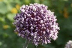 Allium