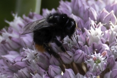 Bumble Bee 1