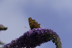 Butterfly and Buddleia
