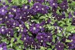 Clematis