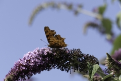 Comma Butterfly