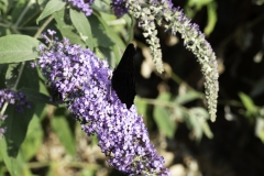 Red Admiral - closed wings 2