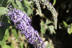 Red Admiral - closed wings 3