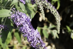 Red Admiral - closed wings