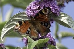 Red Admiral - cropped