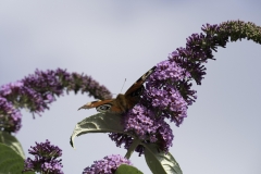 Red Admiral on buddleia