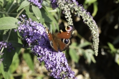 Red Admiral - wings in motion