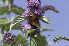 Red Admiral - wings open 2