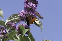 Red Admiral - wings open 3
