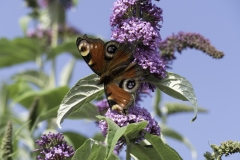 Red Admiral - wings open