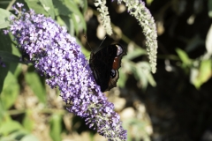 Red Admiral - wings opening 2
