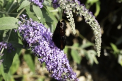 Red Admiral - wings opening